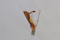 Caloptilia robustella