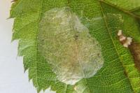 Phyllonorycter esperella