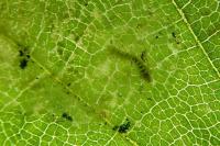 Phyllonorycter esperella