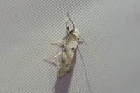 Paraswammerdamia albicapitella