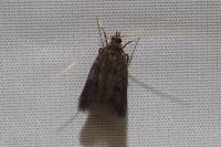Eurodachtha siculella