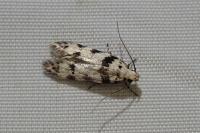 Pseudotelphusa scalella
