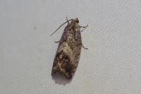 Cydia splendana