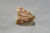Hypsopygia costalis