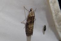 Phycita roborella
