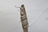 Dioryctria abietella