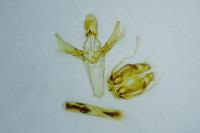 Dioryctria abietella