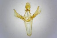Dioryctria abietella