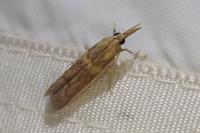 Etiella zinckenella