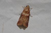 Acrobasis tumidana