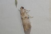 Acrobasis fallouella