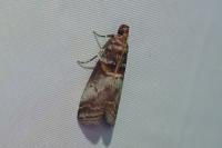 Acrobasis advenella