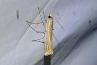 Ancylolomia tentaculella