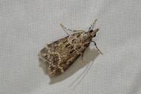 Eudonia mercurella