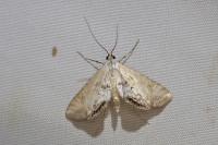 Cataclysta lemnata