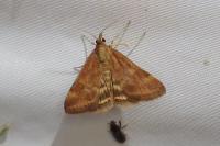 Pyrausta despicata