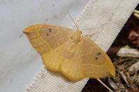 Watsonalla binaria