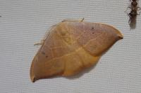 Watsonalla uncinula