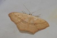 Scopula imitaria