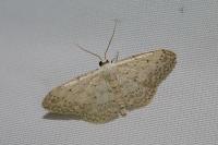 Idaea seriata