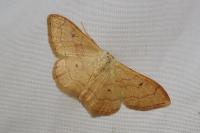Idaea rubraria
