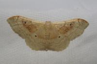 Idaea degeneraria