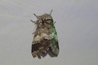 Drymonia querna