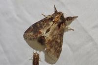 Notodonta dromedarius