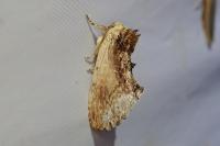 Ptilodon cucullina