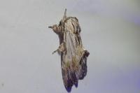 Harpyia milhauseri