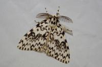 Lymantria monacha
