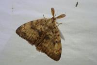Lymantria dispar