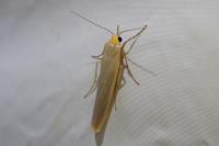 Manulea complana