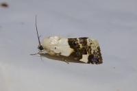 Acontia lucida