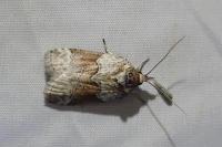 Nycteola siculana