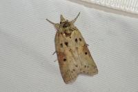 Nycteola revayana