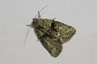 Cryphia algae