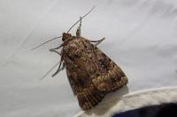 Amphipyra pyramidea