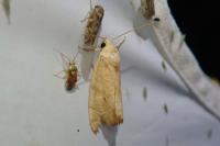 Cosmia trapezina