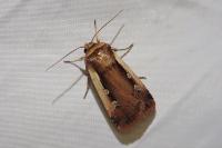 Ochropleura plecta