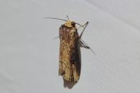 Axylia putris