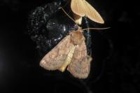 Xestia sexstrigata