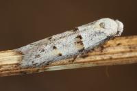 Symmocoides oxybiella