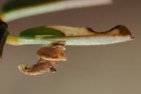Coleophora discordella