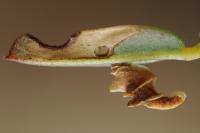 Coleophora discordella