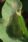 Choreutis nemorana