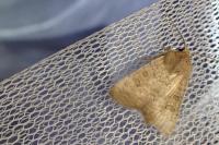 Hoplodrina ambigua