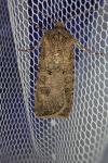 Agrotis segetum