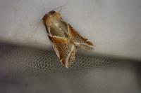 Habrosyne pyritoides