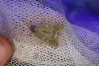 Spodoptera exigua